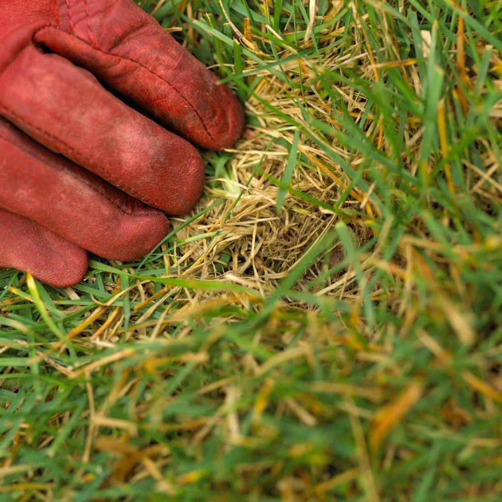 Lawn Dethatching