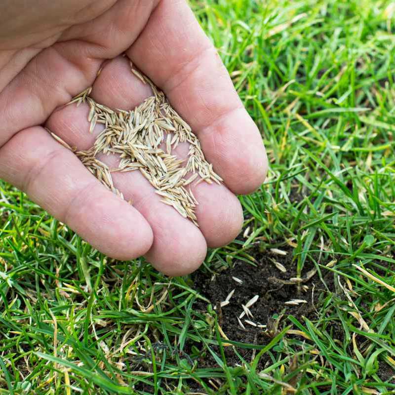 Lawn Seed Service