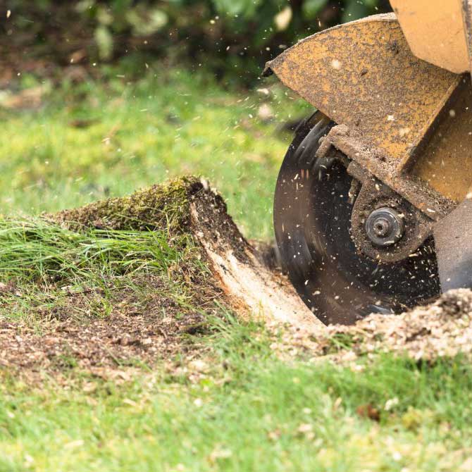 Stump Removal